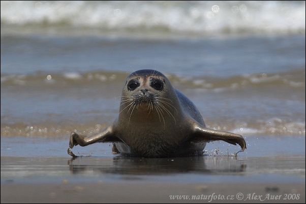 Foca comuna