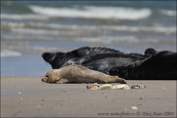 Foca comuna