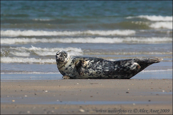 Foca gris