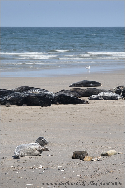 Foca gris