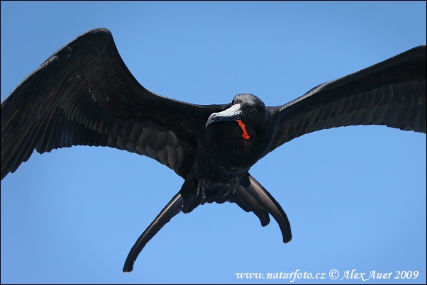 Fregata magnificens