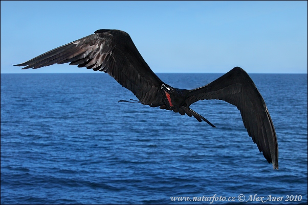 Fregata magnificens