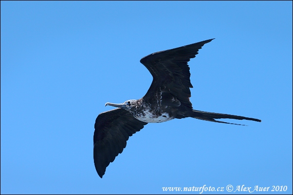 Fregata magnificens