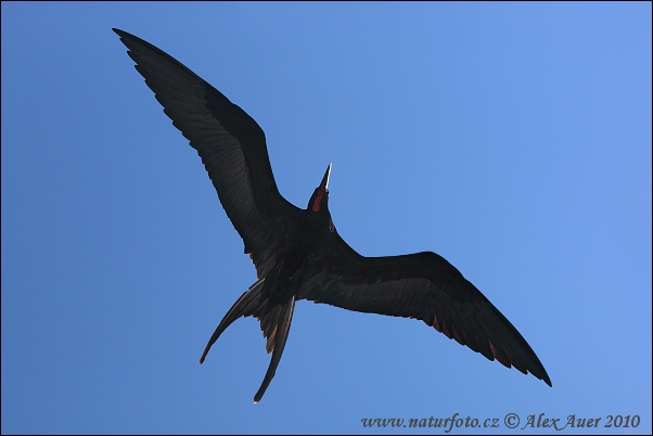 Fregata magnificens