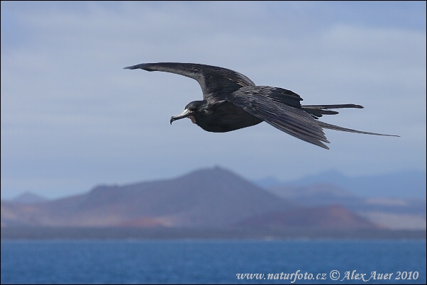 Fregata magnificens