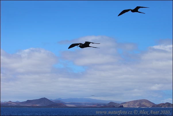 Fregata magnificens