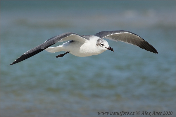 Gaivota-alegre