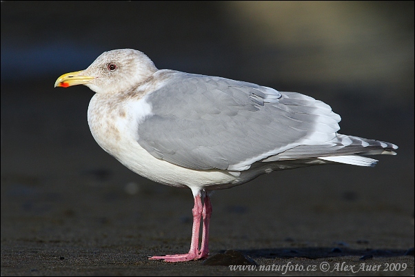 Gaivota-de-bering