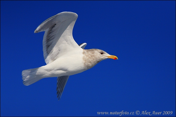 Gaivota-de-bering