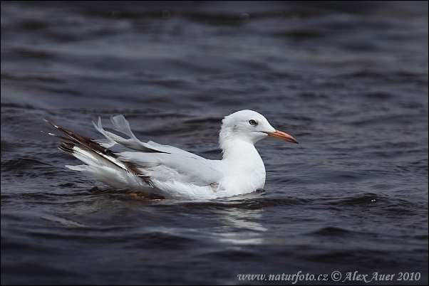 Gaivota-de-bico-fino