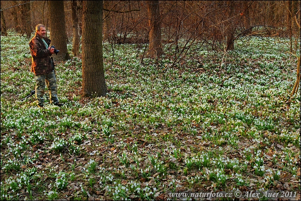 Galanthus nivalis