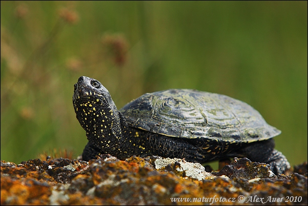 Galápago europeo