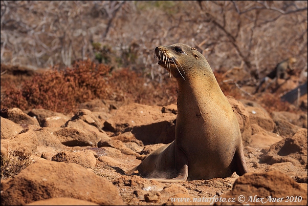 Galapagossjölejon