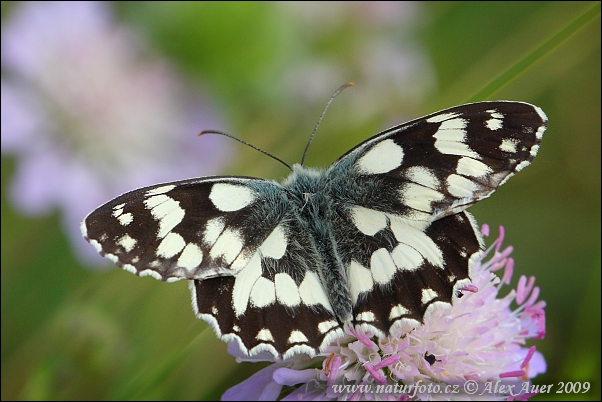 Galathea sommerfugl