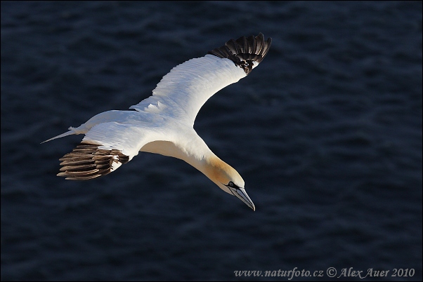 Gannet utara