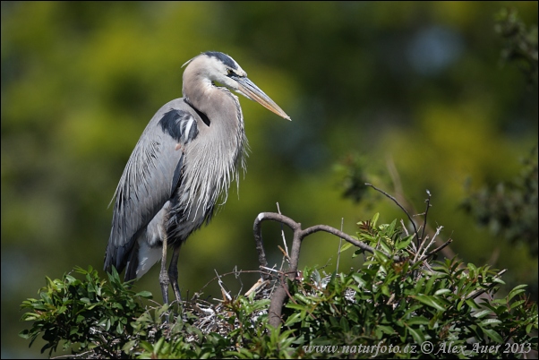 Garza azulada