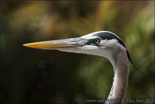 Garza azulada