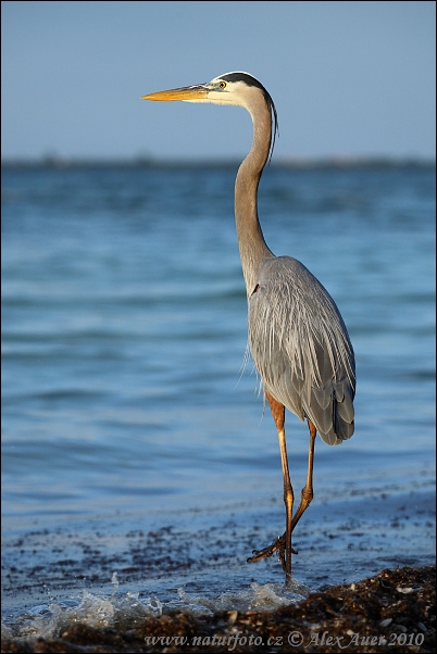 Garza azulada
