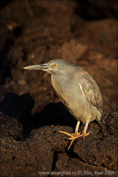 Garza enana de las Galápagos