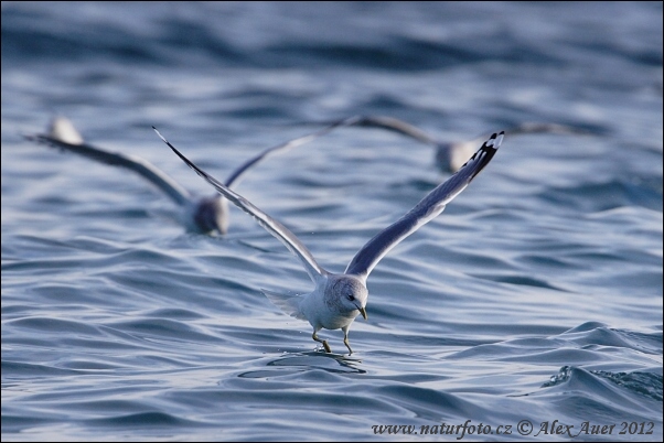 Gavià glauc