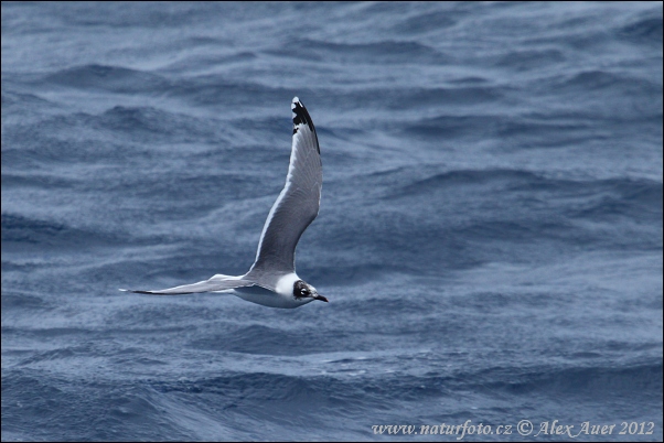 Gaviota de Franklin