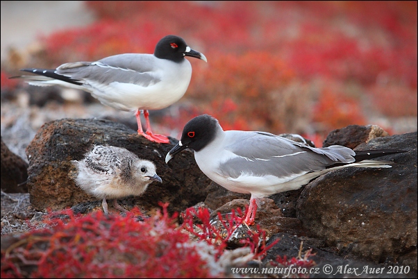 Gaviota de Galápagos