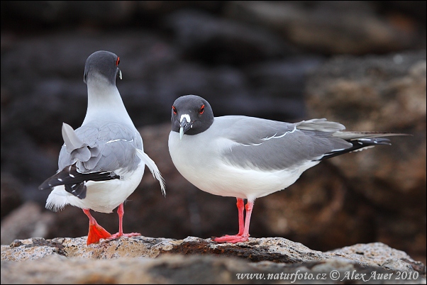 Gaviota de Galápagos