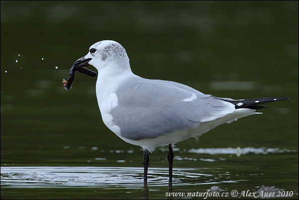 Gaviota reidora americana