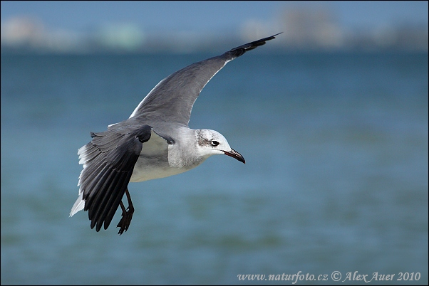 Gaviota reidora americana