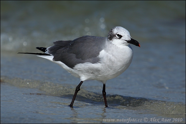 Gaviota reidora americana