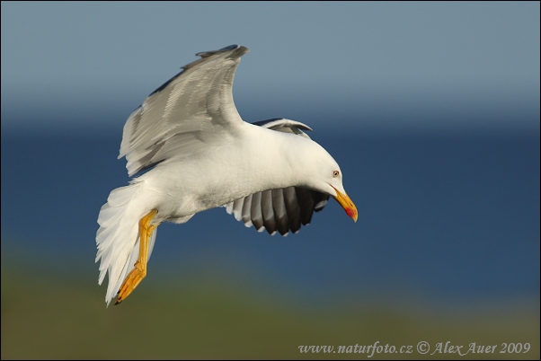 Gaviota sombría