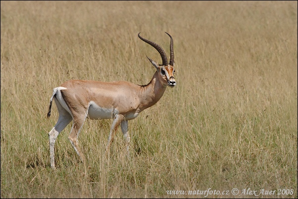 Gazella granti