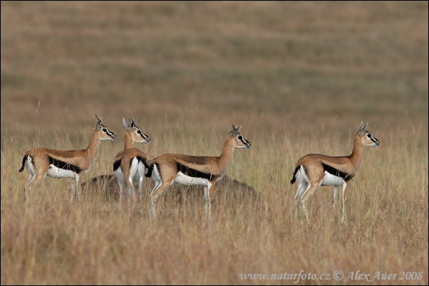 Gazella Thomsonii