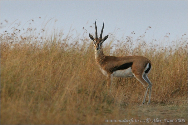 Gazella Thomsonii