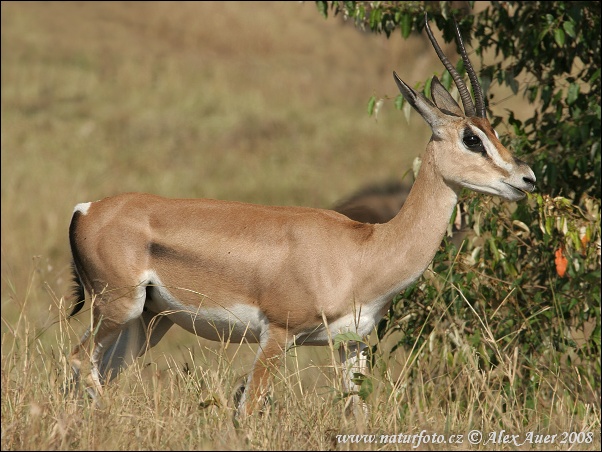 Gazelle de Grant