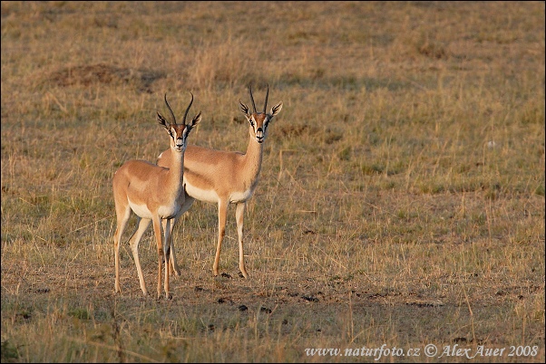 Gazelle de Grant