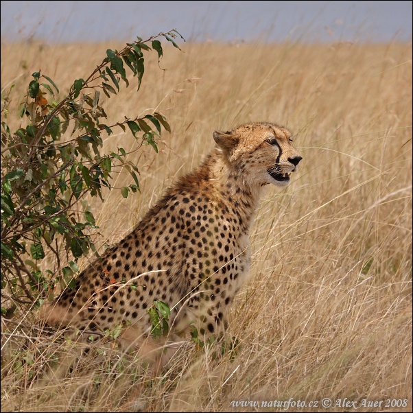 Gepard