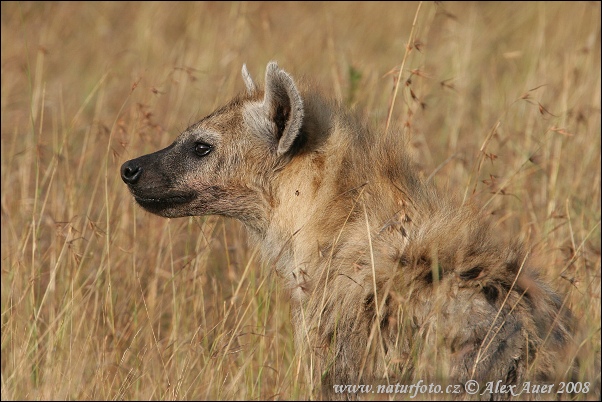 Gevlekte hyena