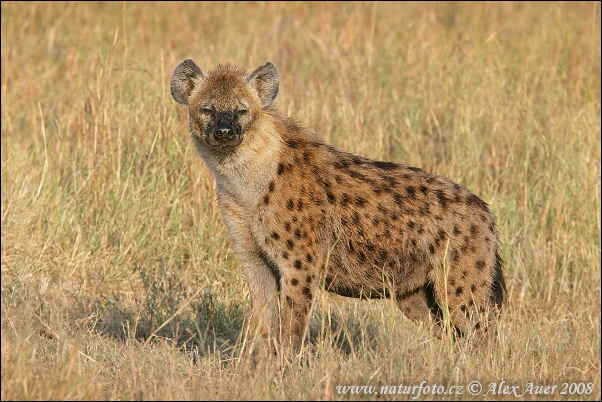 Gevlekte hyena