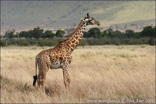 Girafa-masai