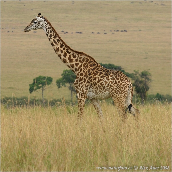 Girafe Masaï