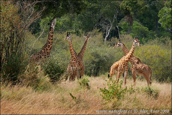 Girafe Masaï