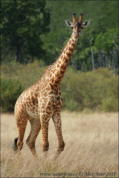 Girafe Masaï