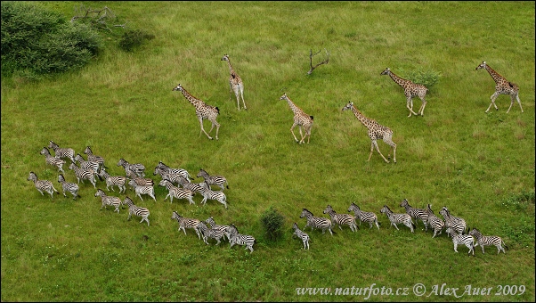 Giraffa camelopardalis giraffa