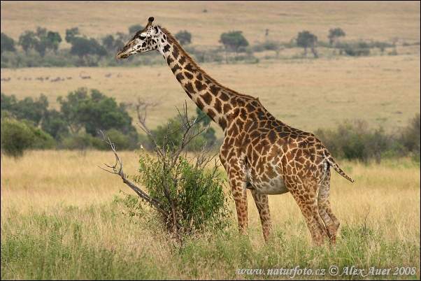 Giraffa camelopardalis tippelskirchi