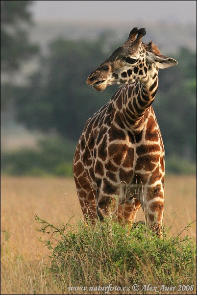 Giraffa camelopardalis tippelskirchi