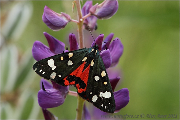 Glansspinner