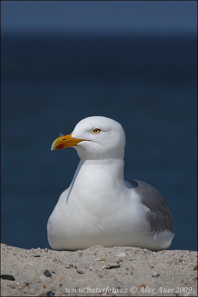 Goéland argenté