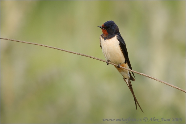 Golondrina común