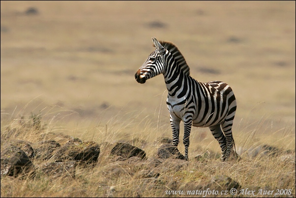 Grant's Zebra (Equus burchellii boehmi)